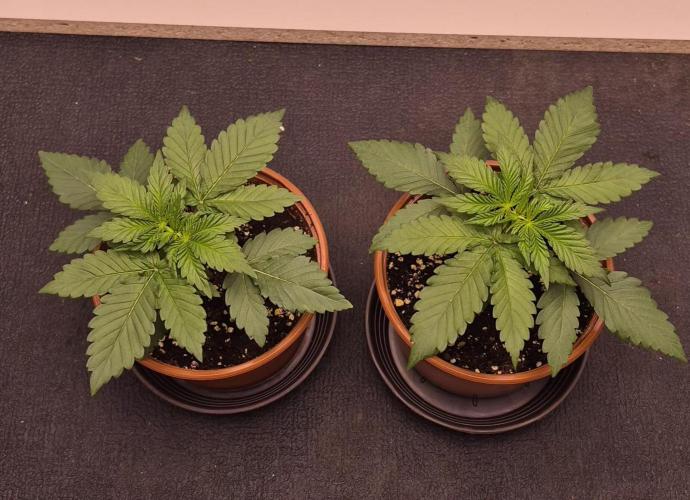 Papaya Frosting. Week 2