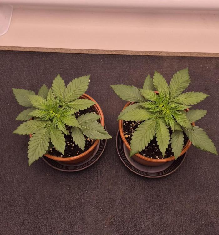 Papaya Frosting. Week 2