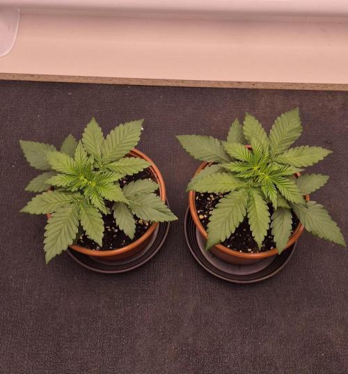 Papaya Frosting. Week 2