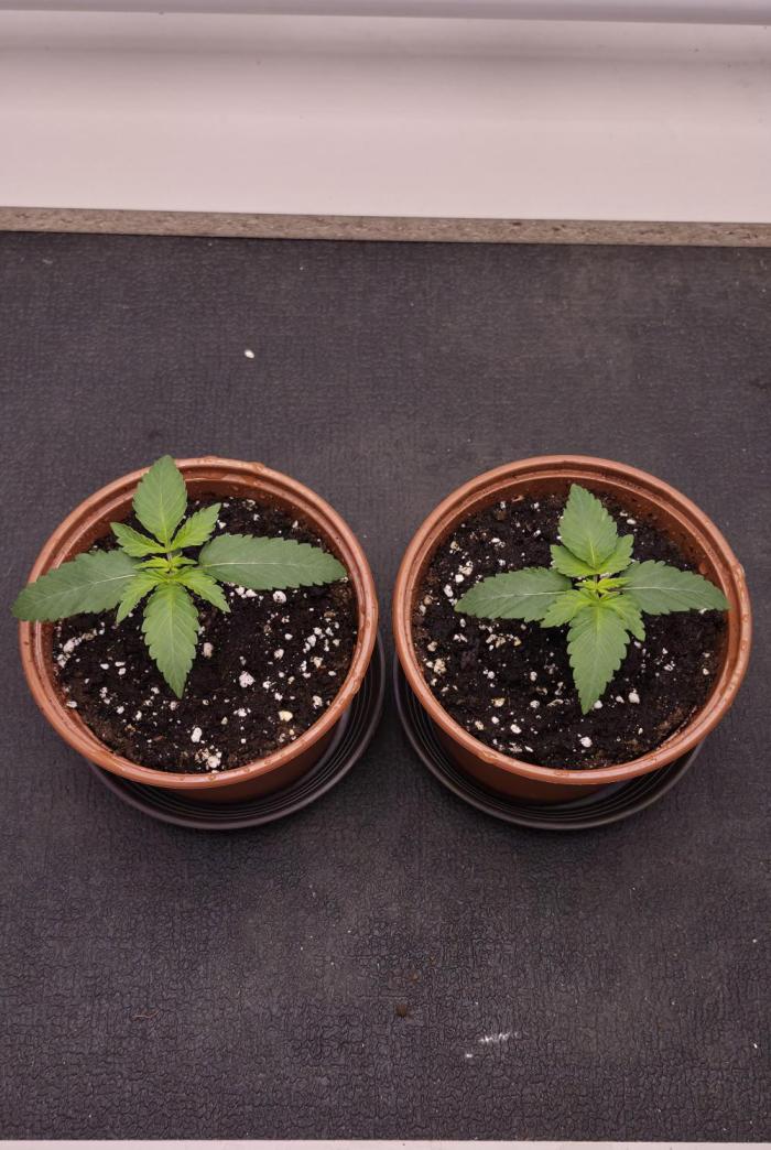Papaya Frosting. Week 1