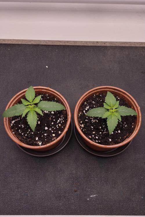 Papaya Frosting. Week 1
