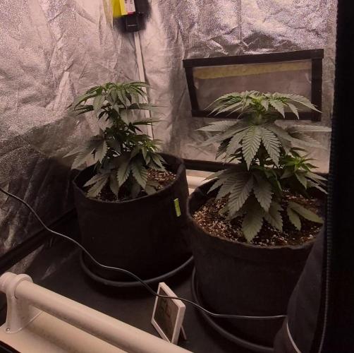 Papaya Frosting. Week 4