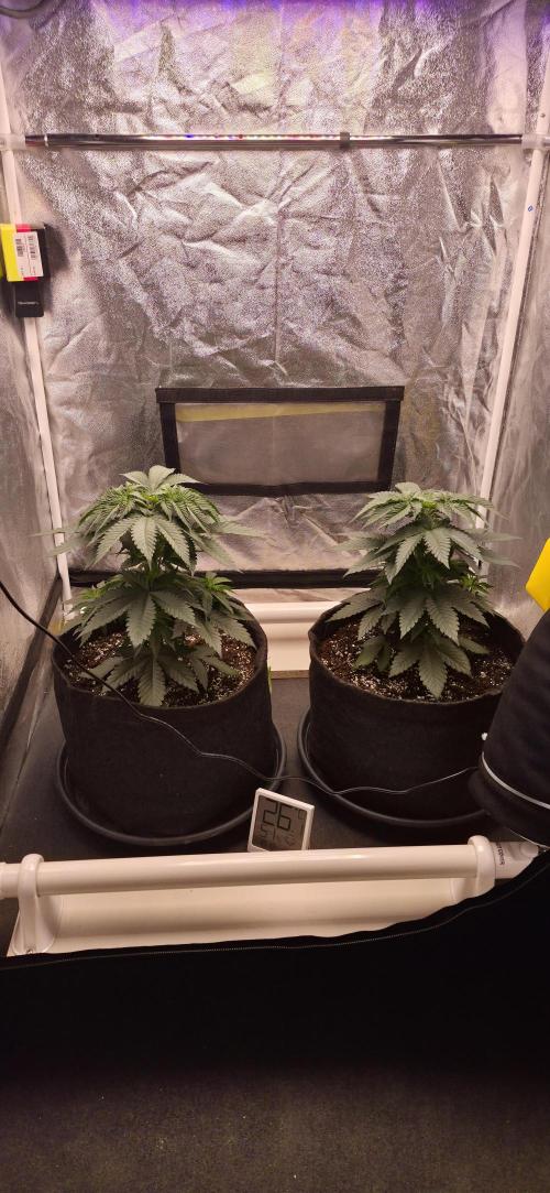 Papaya Frosting. Week 4