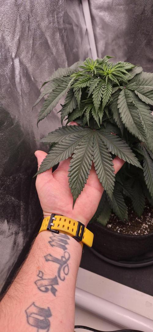 Papaya Frosting. Week 5