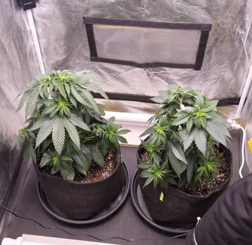 Papaya Frosting. Week 5