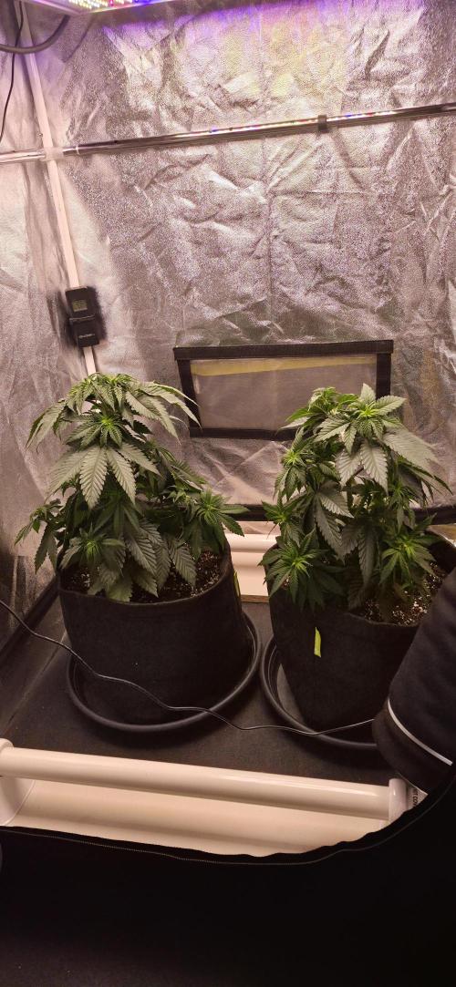 Papaya Frosting. Week 5
