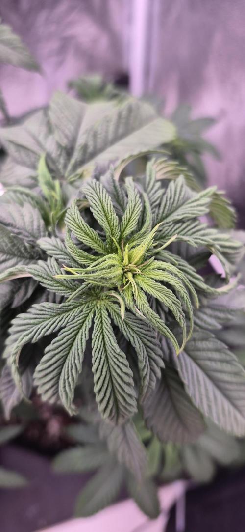 Papaya Frosting. Week 6