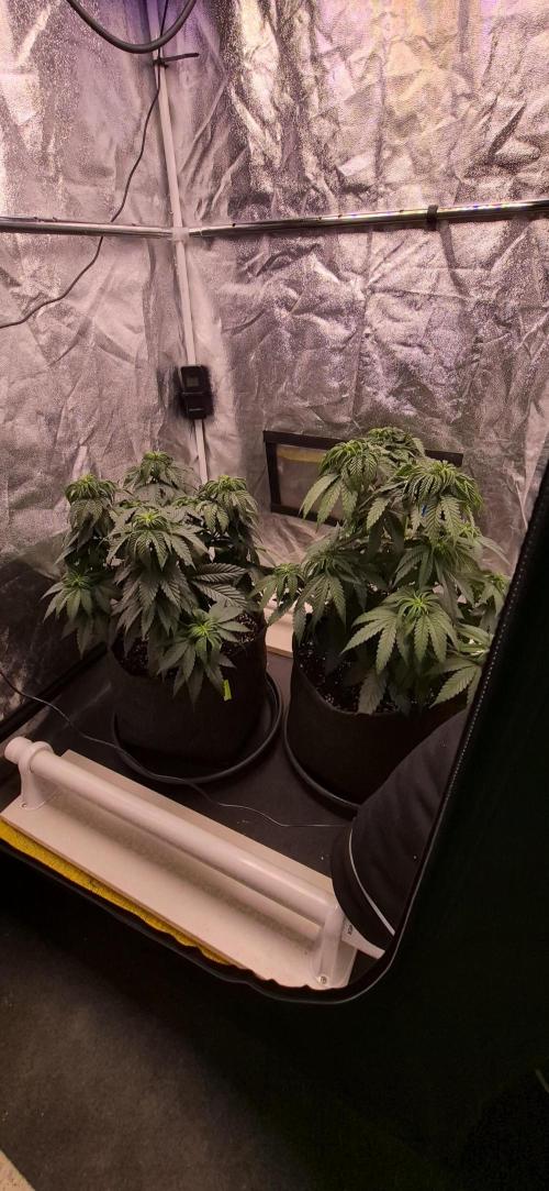Papaya Frosting. Week 6