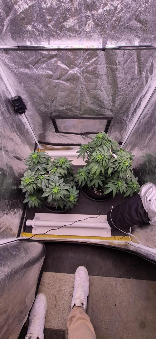 Papaya Frosting. Week 6