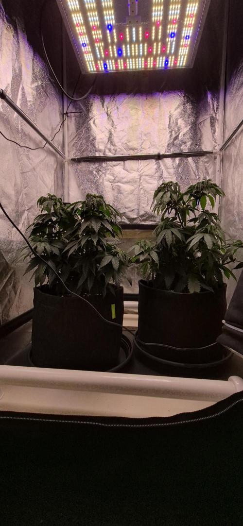 Papaya Frosting. Week 6