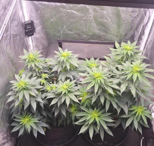 Papaya Frosting. Week 7