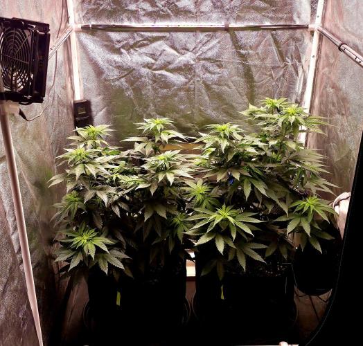 Papaya Frosting. Week 7