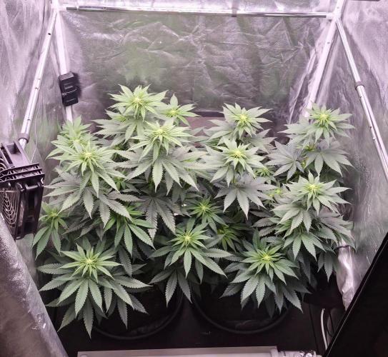 Papaya Frosting. Week 8