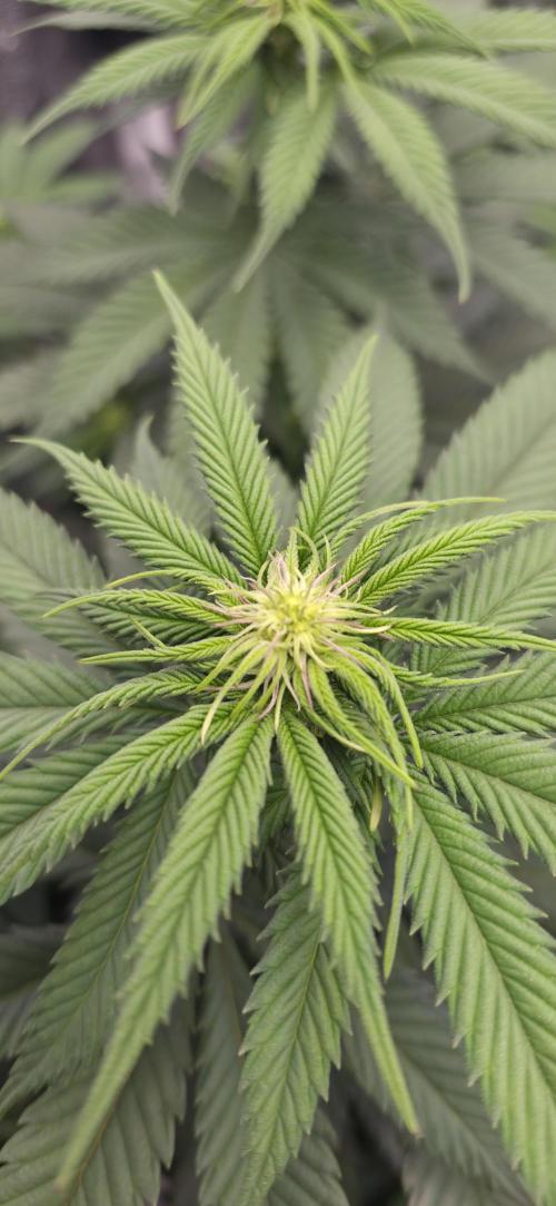 Papaya Frosting. Week 8