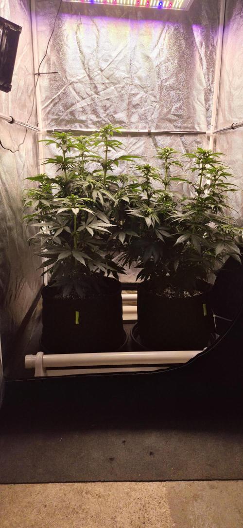 Papaya Frosting. Week 8