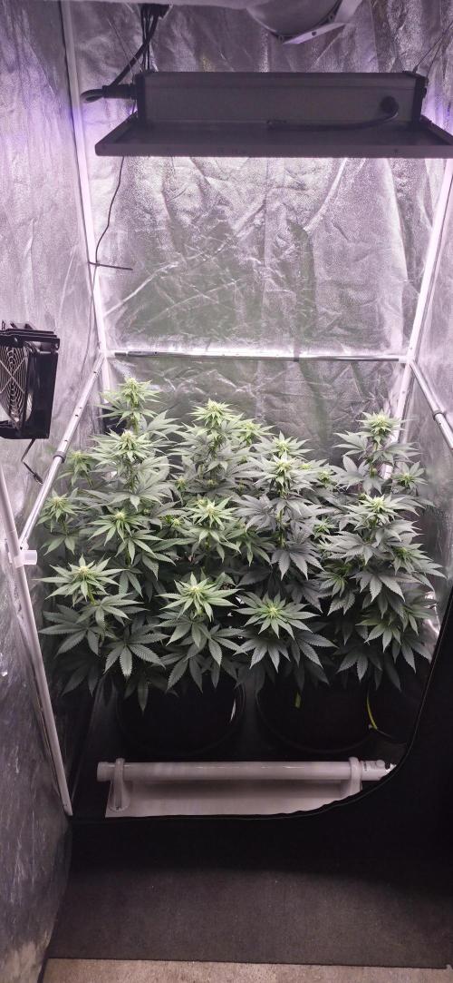 Papaya Frosting. Week 9