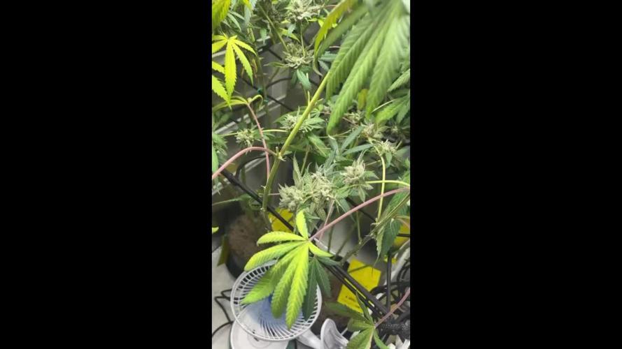 Wildcard from Compound Gentics - indoor