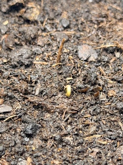 Gorilla Zkittlez Auto // Fast Buds. Week 0 - 2025-11-02