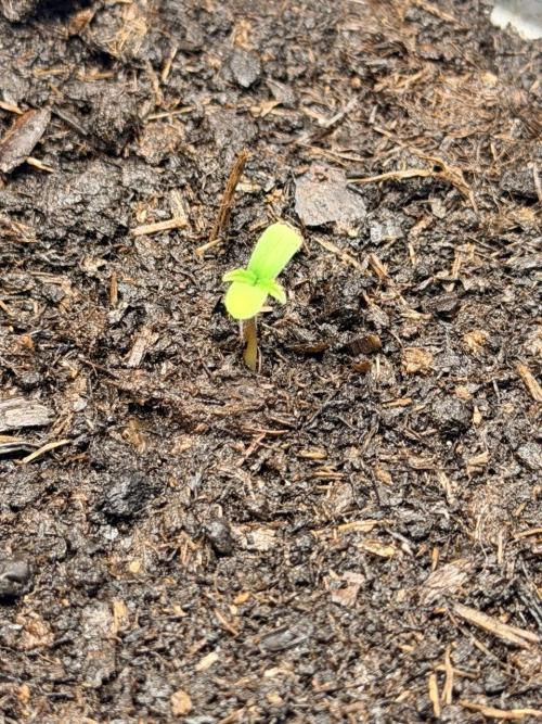 Gorilla Zkittlez Auto // Fast Buds. Week 0 - 2025-11-02