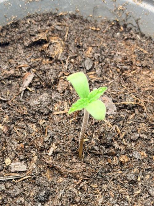 Gorilla Zkittlez Auto // Fast Buds. Week 0 - 2025-11-03