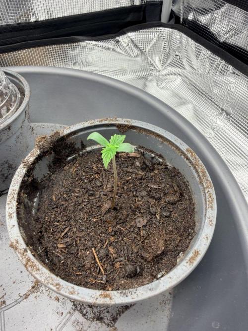 Gorilla Zkittlez Auto // Fast Buds. Week 0 - 2025-11-04