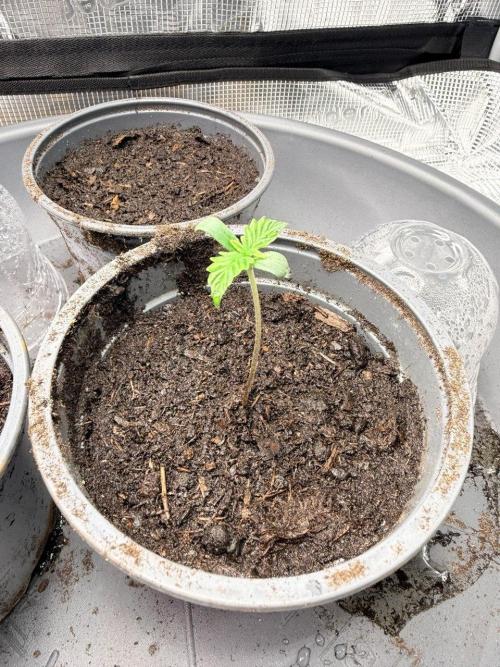 Gorilla Zkittlez Auto // Fast Buds. Week 0 - 2025-11-05