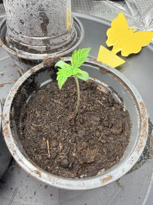 Gorilla Zkittlez Auto // Fast Buds. Week 0 - 2025-11-06