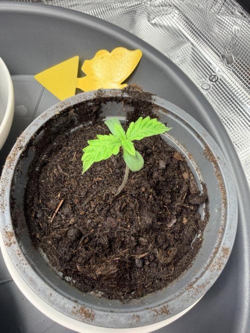 Gorilla Zkittlez Auto // Fast Buds. Week 0 - 2025-11-07