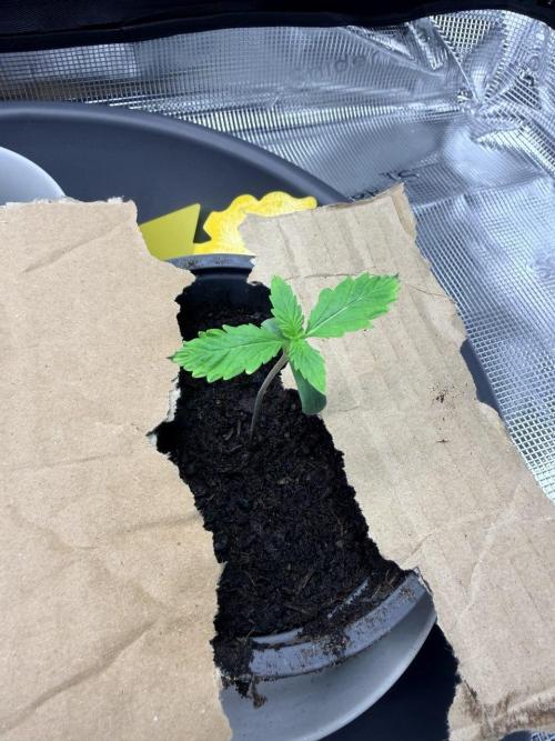 Gorilla Zkittlez Auto // Fast Buds. Week 1 - 2025-11-09