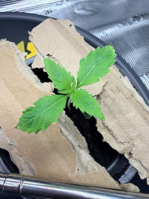 Gorilla Zkittlez Auto // Fast Buds. Week 1 - 2025-11-10