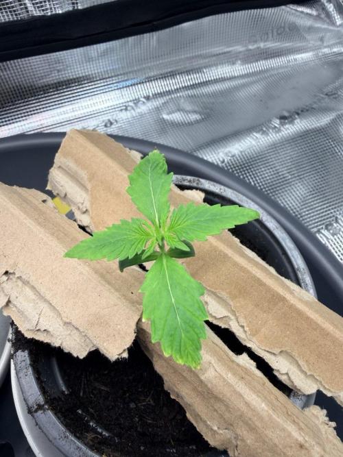 Gorilla Zkittlez Auto // Fast Buds. Week 1 - 2025-11-11