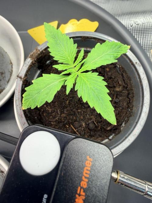 Gorilla Zkittlez Auto // Fast Buds. Week 1 - 2025-11-12