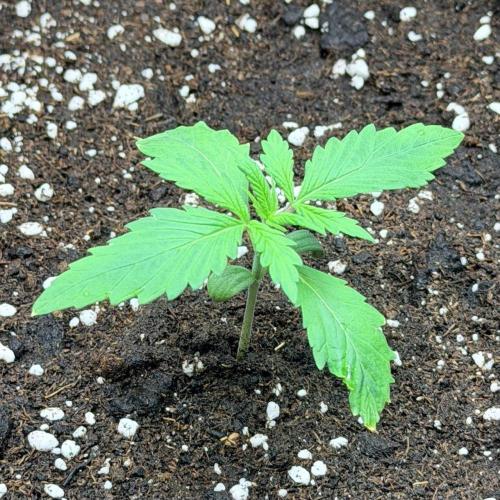 Gorilla Zkittlez Auto // Fast Buds. Week 1 - 2025-11-13