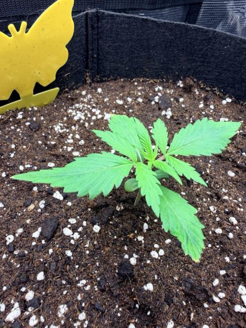 Gorilla Zkittlez Auto // Fast Buds. Week 1 - 2025-11-14