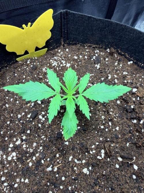 Gorilla Zkittlez Auto // Fast Buds. Week 1 - 2025-11-15