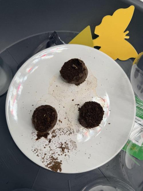 Forbidden Runtz Auto // Fast Buds. Week 0 - 2025-11-10
Two seeds on the left