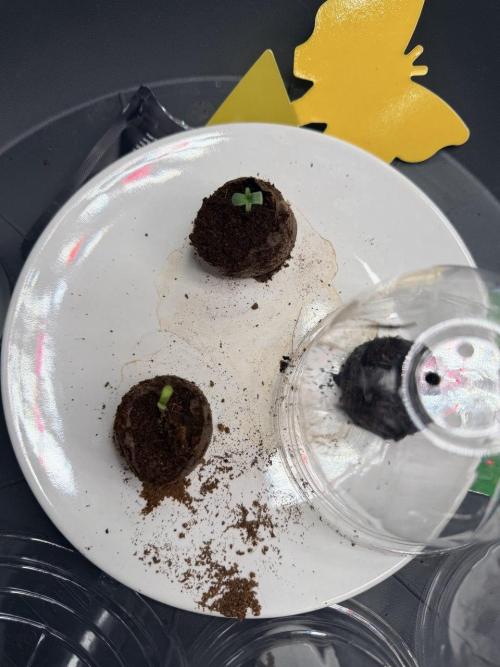 Forbidden Runtz Auto // Fast Buds. Week 0 - 2025-11-11
Two seeds on the left