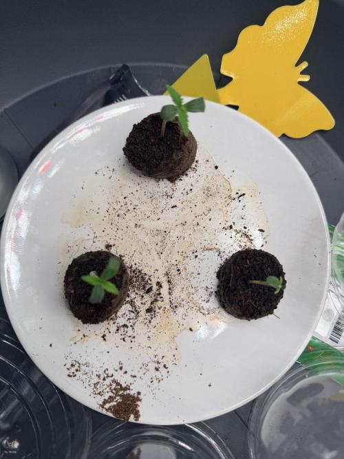 Forbidden Runtz Auto // Fast Buds. Week 0 - 2025-11-13
Two seeds on the left