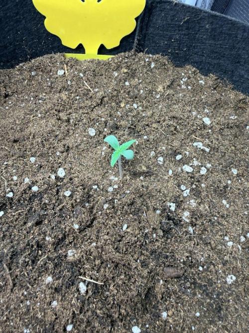 Forbidden Runtz Auto // Fast Buds. Week 0 - 2025-11-13