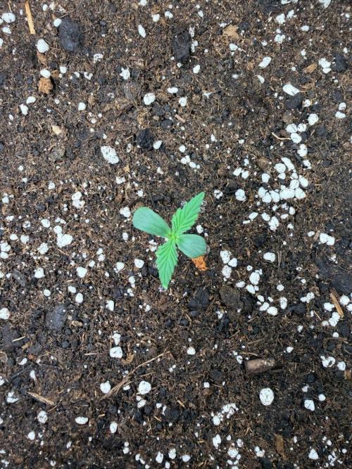 Forbidden Runtz Auto // Fast Buds. Week 0 - 2025-11-14