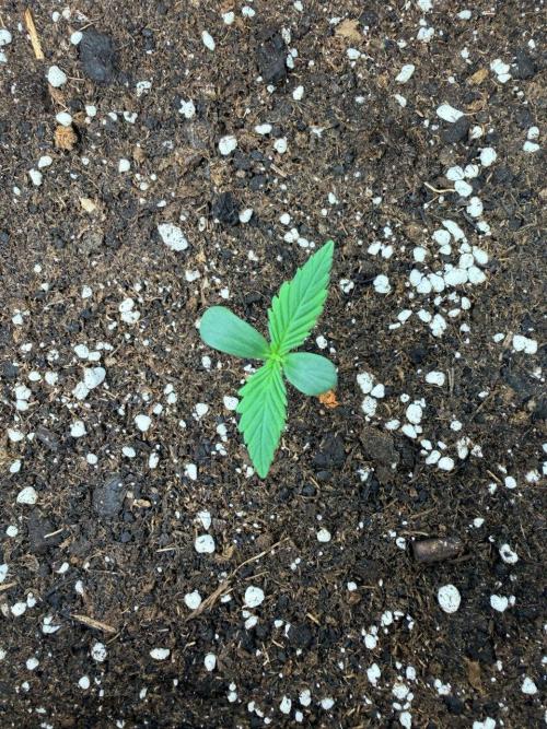 Forbidden Runtz Auto // Fast Buds. Week 0 - 2025-11-15