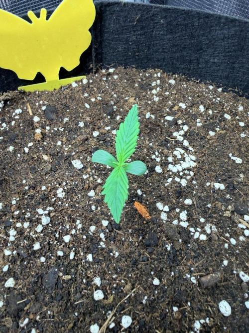 Forbidden Runtz Auto // Fast Buds. Week 0 - 2025-11-16