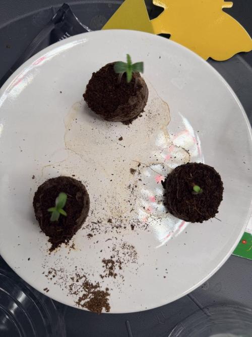 Gelato Auto // Fast Buds. Week 0 - 2025-11-12 On the right