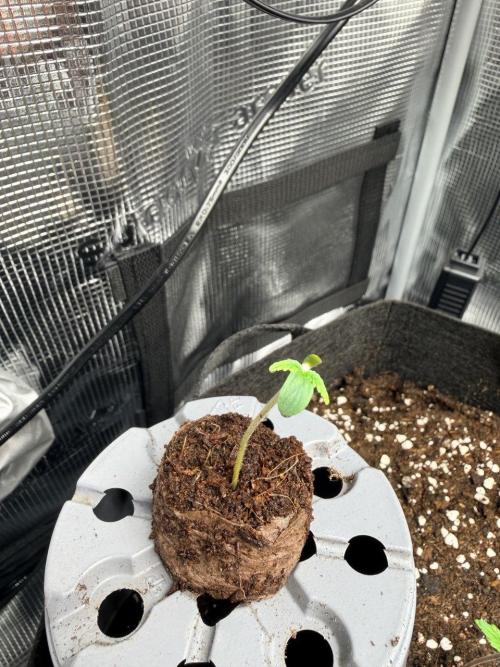 Gelato Auto // Fast Buds. Week 0 - 2025-11-14