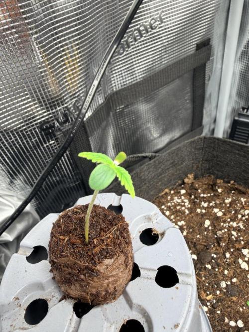 Gelato Auto // Fast Buds. Week 0 - 2025-11-15