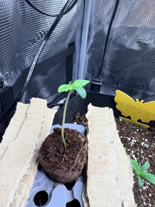 Gelato Auto // Fast Buds. Week 0 - 2025-11-16