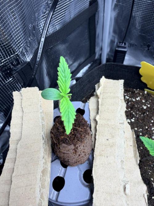 Gelato Auto // Fast Buds. Week 0 - 2025-11-17