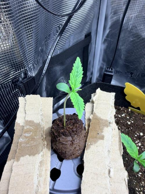 Gelato Auto // Fast Buds. Week 0 - 2025-11-18