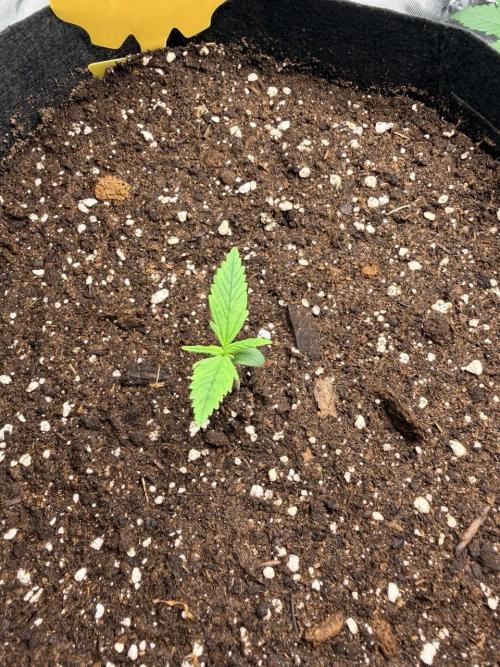 Gelato Auto // Fast Buds. Week 0 - 2025-11-20