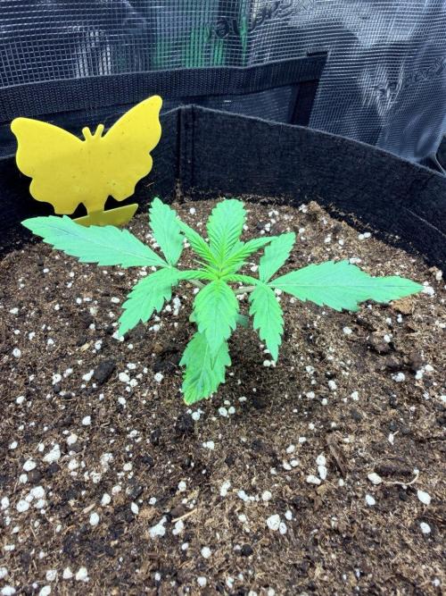 Gorilla Zkittlez Auto // Fast Buds. Week 2 - 2025-11-16